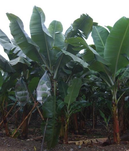 Los nucleótidos empiezan a revolucionar la nutrición en la agricultura y acuacultura - Image 3