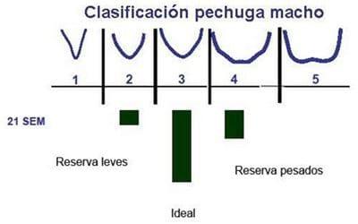 Evaluando la fertilidad del macho reproductor pesado - Image 5