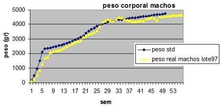 Evaluando la fertilidad del macho reproductor pesado - Image 1