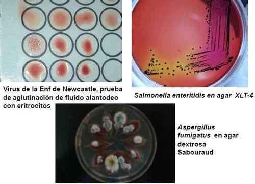 Elementos requeridos para un diagnóstico de Laboratorio - Image 8