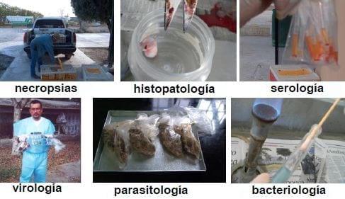 Elementos requeridos para un diagnóstico de Laboratorio - Image 3