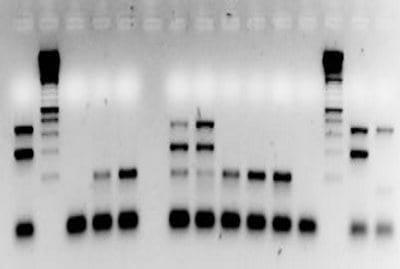 Elementos requeridos para un diagnóstico de Laboratorio - Image 11