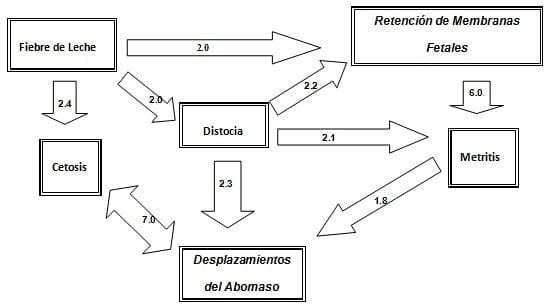 Estrategias de monitoreo de la vaca en transición - Image 1