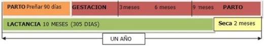 Guia de alimentación para ganado Lechero del pequeño productor - Image 1