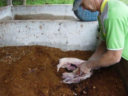 Recomendaciones prácticas para reducir el Impacto Ambiental en granjas porcinas. La Gestión de los cadáveres - Image 5