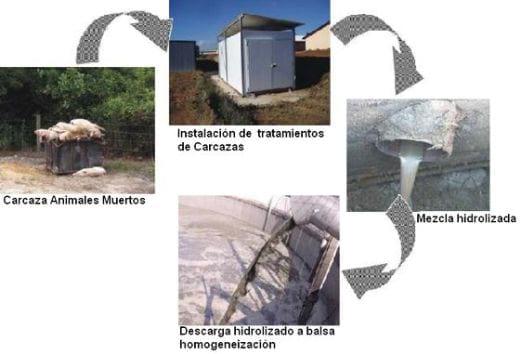 Recomendaciones prácticas para reducir el Impacto Ambiental en granjas porcinas. La Gestión de los cadáveres - Image 9