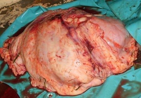 Muerte Súbita en Vacas lecheras - Image 1