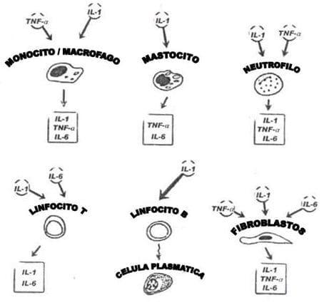 Neuroinmunoendocrinologia del estrés, Citoquinas y sistema endocrino (Parte III y IV) - Image 1
