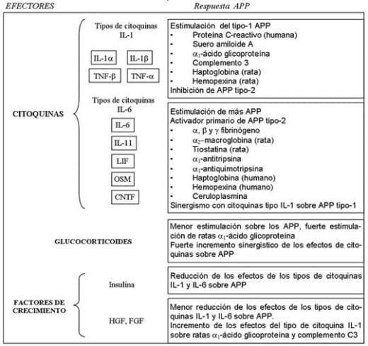 Neuroinmunoendocrinologia del estrés, Citoquinas y sistema endocrino (Parte III y IV) - Image 11