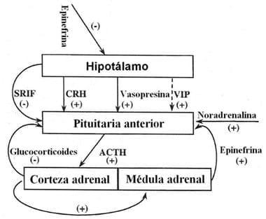 Neuroinmunoendocrinologia del estrés, Citoquinas y sistema endocrino (Parte III y IV) - Image 16