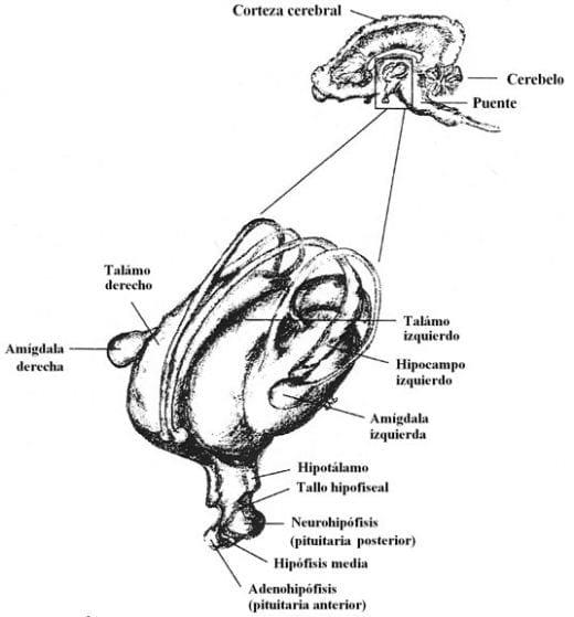 Neuroinmunoendocrinologia del estrés, Citoquinas y sistema endocrino (Parte III y IV) - Image 17
