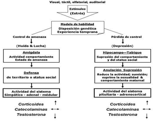 Neuroinmunoendocrinologia del estrés, Citoquinas y sistema endocrino (Parte III y IV) - Image 20