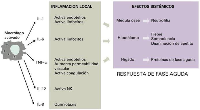 Neuroinmunoendocrinologia del estrés, Citoquinas y sistema endocrino (Parte III y IV) - Image 2