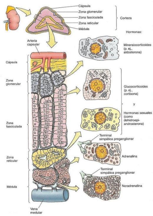 Neuroinmunoendocrinologia del estrés, Citoquinas y sistema endocrino (Parte III y IV) - Image 12