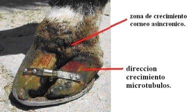 Reparación de fractura longitudinal de cascos - Image 2
