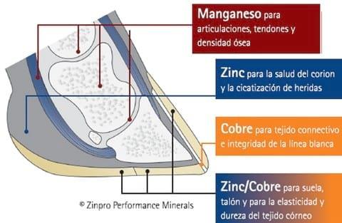 Las cojeras afectan la productividad de las cerdas - Image 3