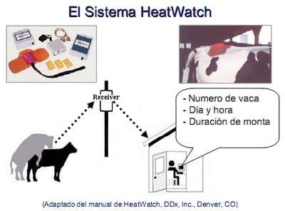 Grandes productoras de leche muestran menos celos - Image 1