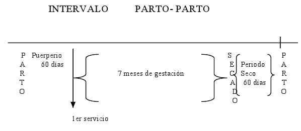 Análisis de la Lactancia - Image 4