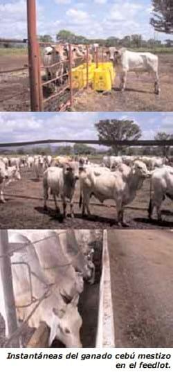 Un Feedlot azul en Venezuela - Image 1