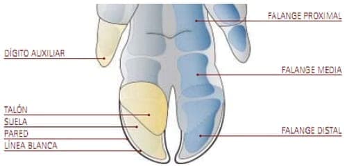 Pezuñas de cerdos - Guía para la clasificación de lesiones | Engormix