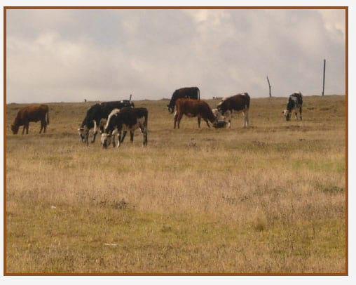 Evidencias de cambio climático en zonas suburbanas y rurales de Tunja - Image 5