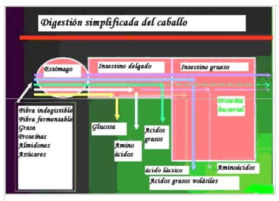 Nutrición Equina - Image 2