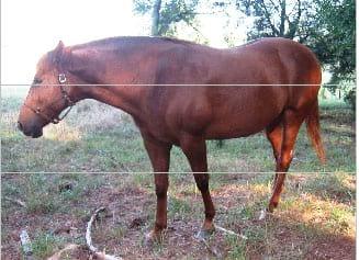 Nutrición Equina - Image 13