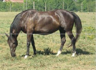 Nutrición Equina - Image 14