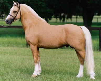 Nutrición Equina - Image 12