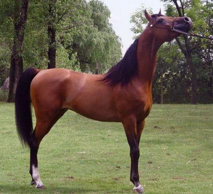 Nutrición Equina - Image 11