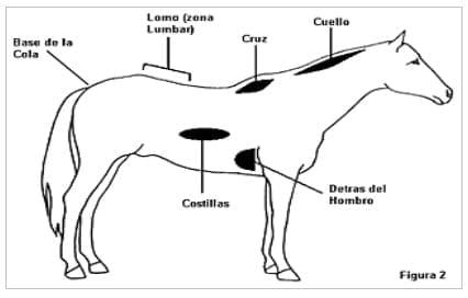 Nutrición Equina - Image 6