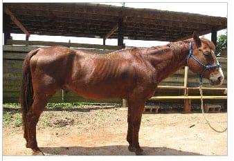 Nutrición Equina - Image 9