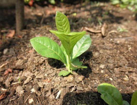 Explotación sistemática del Totumo (Crescentia cujete L y Crescentia alata K) en Silvopastoreo, producción de forraje, frutos para alimentación animal y farmacopea. Alternativa sostenible para afrontar el cambio climático - Image 9