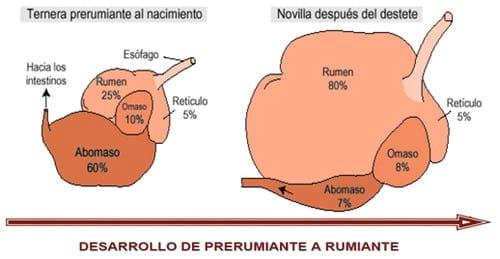 Crianza en guachera - Image 2