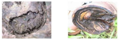 Tratamiento de un equino con Laminitis de los cuatro miembros curado con Homeopatía - Image 2