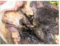 Tratamiento de un equino con Laminitis de los cuatro miembros curado con Homeopatía - Image 5