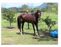 Tratamiento de un equino con Laminitis de los cuatro miembros curado con Homeopatía - Image 1