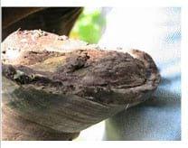 Tratamiento de un equino con Laminitis de los cuatro miembros curado con Homeopatía - Image 6