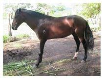 Tratamiento de un equino con Laminitis de los cuatro miembros curado con Homeopatía - Image 3