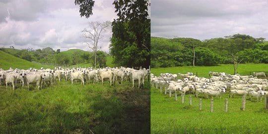 Efecto del tratamiento con D.I.B. de tercer uso en protocolos de sincronización y resincronización en inseminación a término fijo de novillas brahman - Image 1