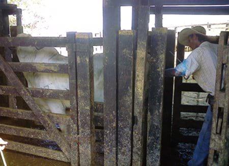Efecto del tratamiento con D.I.B. de tercer uso en protocolos de sincronización y resincronización en inseminación a término fijo de novillas brahman - Image 3