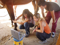 Generalidades y comentarios sobre el examen de compra en caballos - Image 6