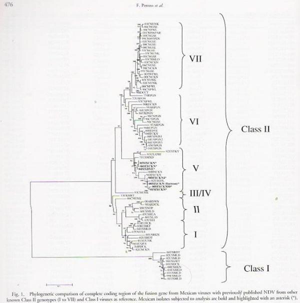 Epidemiología molecular de la enfermedad de newcastle - Image 4