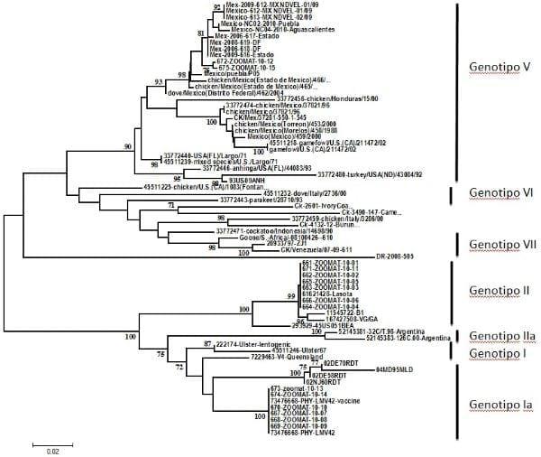 Epidemiología molecular de la enfermedad de newcastle - Image 6