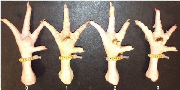 Incidencia de pododermatitis por contacto en pollos de engorde sometidos a estrés térmico - Image 2