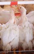 Extractos Naturales en Pollos de Engorda, una Especialidad Basada en Tecnología, Ciencia e Investigación (Revisión) - Image 1