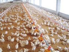Extractos Naturales en Pollos de Engorda, una Especialidad Basada en Tecnología, Ciencia e Investigación (Revisión) - Image 8