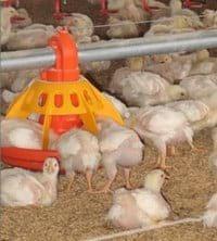 Extractos Naturales en Pollos de Engorda, una Especialidad Basada en Tecnología, Ciencia e Investigación (Revisión) - Image 6