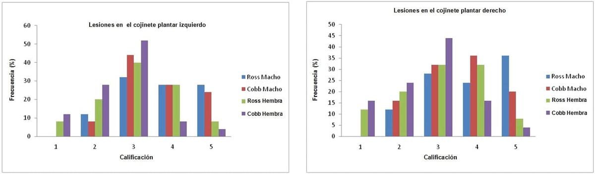 Efecto del genotipo y el género sobre el rendimiento y la frecuencia de pododermatitis en pollos de engorde - Image 2