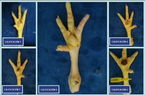 Efecto del genotipo y el género sobre el rendimiento y la frecuencia de pododermatitis en pollos de engorde - Image 1
